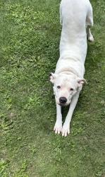 Shelter Stray Female Dog last seen Near Ponderosa Cir, Decatur, GA 30033, 30033, GA, 3280 Chamblee Dunwoody Rd, Chamblee, GA 30341, USA