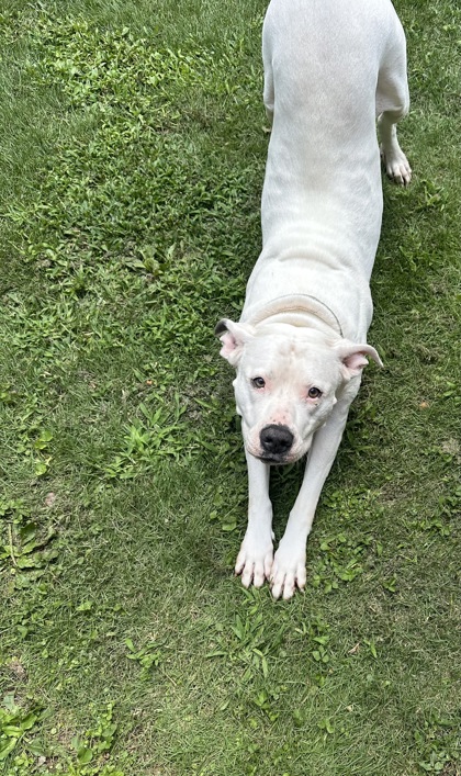 Shelter Stray Female Dog last seen Near Ponderosa Cir, Decatur, GA 30033, 30033, GA, 3280 Chamblee Dunwoody Rd, Chamblee, GA 30341, USA