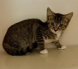 Shelter Stray Male Cat last seen Near Panola Rd, Stonecrest, GA 30038, 30038, GA, 3280 Chamblee Dunwoody Rd, Chamblee, GA 30341, USA