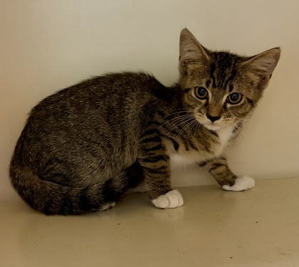 Shelter Stray Male Cat last seen Near Panola Rd, Stonecrest, GA 30038, 30038, GA, 3280 Chamblee Dunwoody Rd, Chamblee, GA 30341, USA