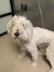 Shelter Stray Male Dog last seen , , TX, 355 Hillshire Dr, Haslet, TX 76052, USA