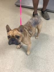 Shelter Stray Male Dog last seen , , TX, 355 Hillshire Dr, Haslet, TX 76052, USA