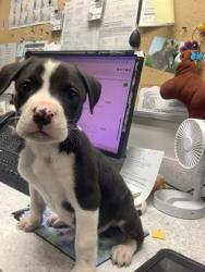 Shelter Stray Male Dog last seen Near S HANDLEY DR, East District, TX, 355 Hillshire Dr, Haslet, TX 76052, USA