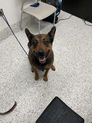 Shelter Stray Female Dog last seen Near creighton road, Atlanta, GA, 1251 Fulton Industrial Blvd NW, Atlanta, GA 30336, USA