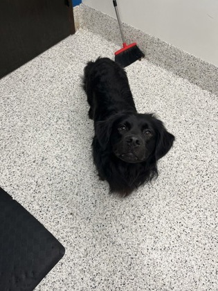 Shelter Stray Male Dog last seen Near cascade palmetto way, Palmetto, , 1251 Fulton Industrial Blvd NW, Atlanta, GA 30336, USA
