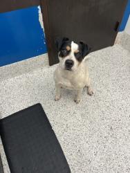 Shelter Stray Male Dog last seen Near JOHNSON GRV NW, Atlanta, GA, 1251 Fulton Industrial Blvd NW, Atlanta, GA 30336, USA