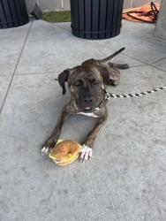 Shelter Stray Female Dog last seen Near Ridgewood Road, Atlanta, GA, 1251 Fulton Industrial Blvd NW, Atlanta, GA 30336, USA