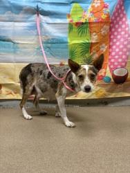 Shelter Stray Female Dog last seen Near Martin Rd, 29684, Anderson County, SC, 1320 US-29, Anderson, SC 29626, USA