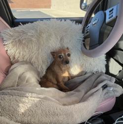 Reunited Female Dog last seen NW 12th St, NW 13th St, N Classen Blvd (east), and N Western Ave, Oklahoma City, OK 73106