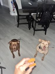 Lost Male Dog last seen Queens harbor , Jacksonville, FL 32225