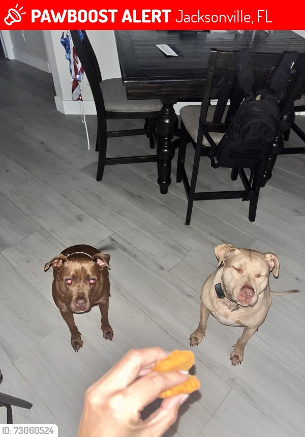 Lost Male Dog last seen Queens harbor , Jacksonville, FL 32225