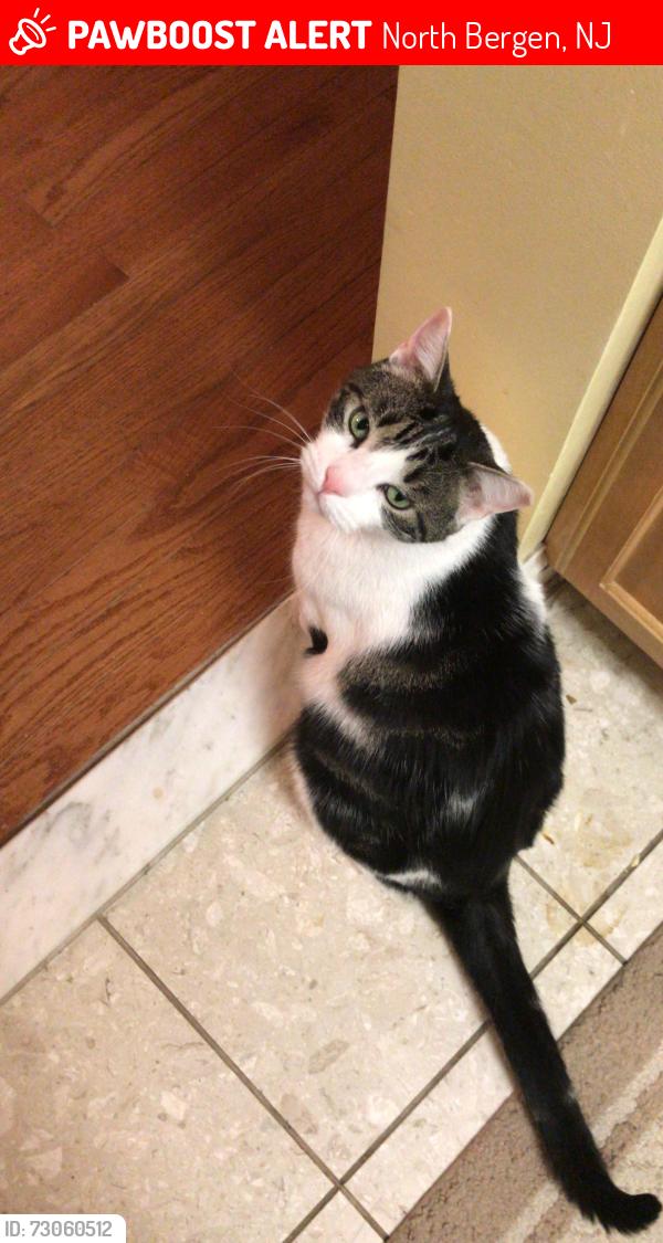 Lost Male Cat last seen Between 74&75 street on blvd East NJ near Dunkin’ Donuts, North Bergen, NJ 07047