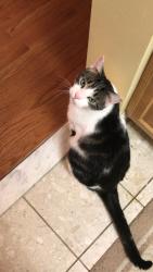 Lost Male Cat last seen Between 74&75 street on blvd East NJ near Dunkin’ Donuts, North Bergen, NJ 07047