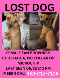 Lost Female Dog last seen Victoria creek ests, Victoria, TX 77905