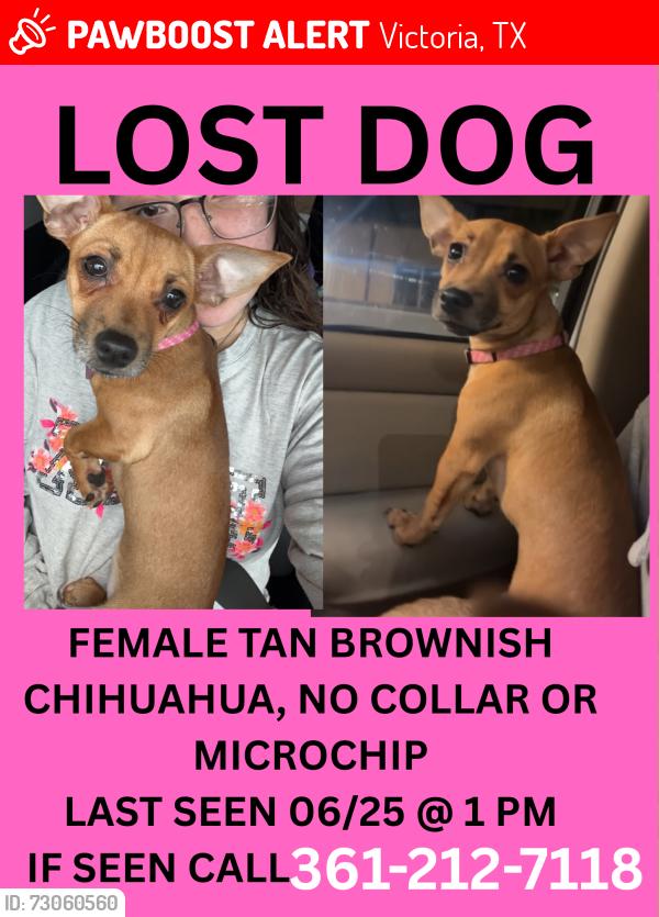 Lost Female Dog last seen Victoria creek ests, Victoria, TX 77905