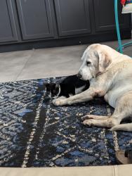 Lost Female Cat last seen Sw 39 st, Cape Coral, FL 33914