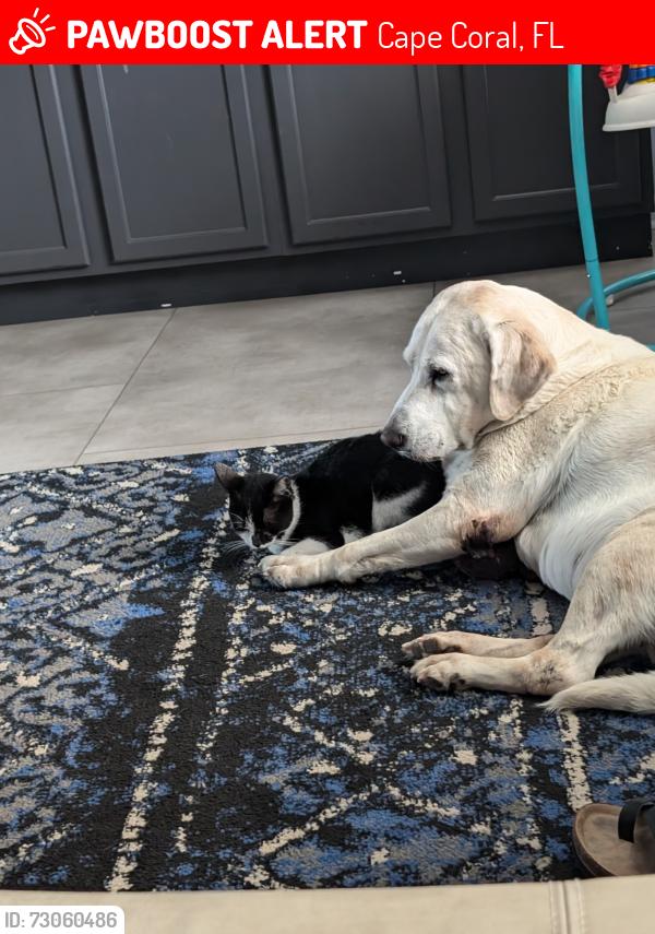 Lost Female Cat last seen Sw 39 st, Cape Coral, FL 33914