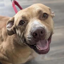 Shelter Stray Female Dog last seen 42nd Street, San Diego, CA, 92113, 5500 Gaines St, San Diego, CA 92110, USA