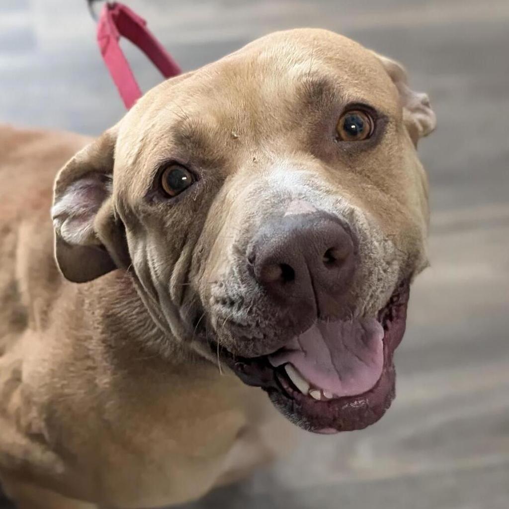 Shelter Stray Female Dog last seen 42nd Street, San Diego, CA, 92113, 5500 Gaines St, San Diego, CA 92110, USA