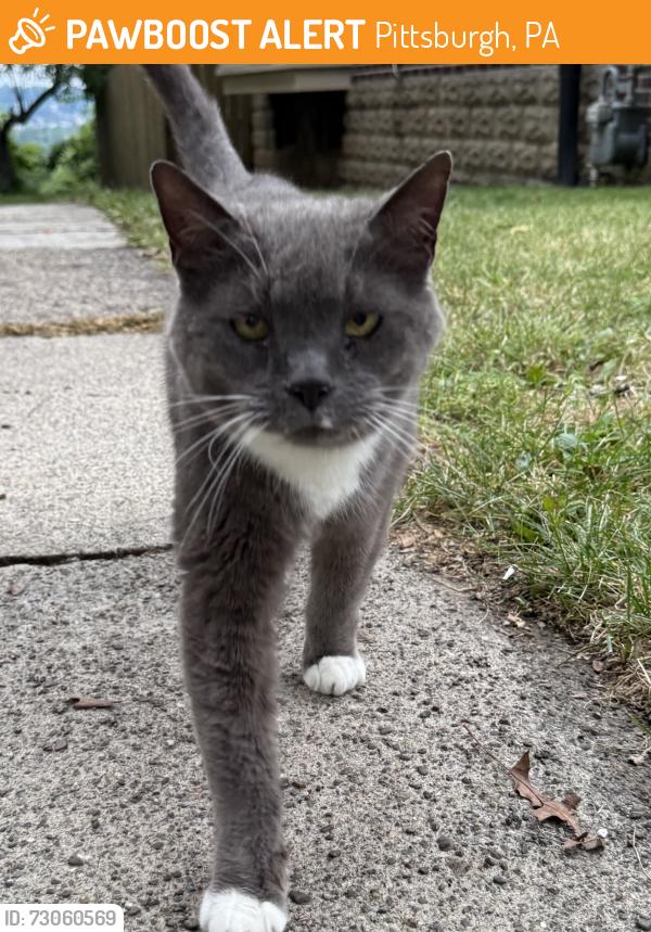Found/Stray Unknown Cat last seen Beechwood Blvd, Pittsburgh, PA 15217