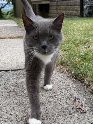 Found/Stray Unknown Cat last seen Beechwood Blvd, Pittsburgh, PA 15217