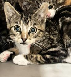 Shelter Stray Female Cat last seen Near Castle Street, SAN LEANDRO, CA, 94578, 8323 Baldwin St, Oakland, CA 94621, USA
