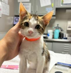 Shelter Stray Female Cat last seen Near Castle Street, SAN LEANDRO, CA, 94578, 8323 Baldwin St, Oakland, CA 94621, USA