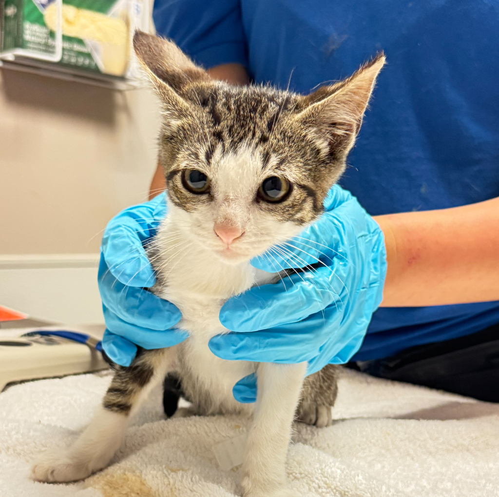 Shelter Stray Male Cat last seen Near Castle Street, SAN LEANDRO, CA, 94578, 8323 Baldwin St, Oakland, CA 94621, USA