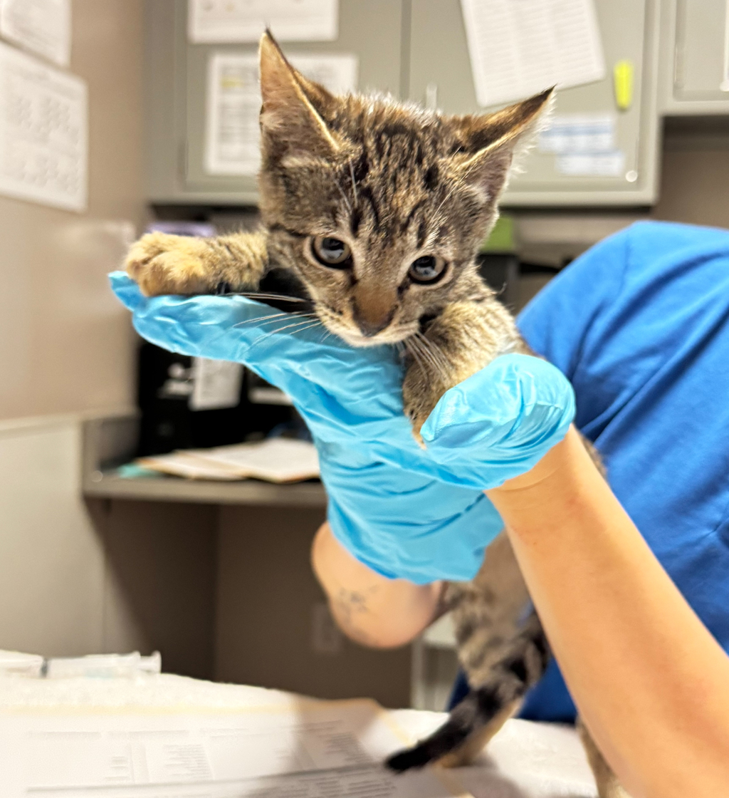 Shelter Stray Female Cat last seen Near Castle Street, SAN LEANDRO, CA, 94578, 8323 Baldwin St, Oakland, CA 94621, USA