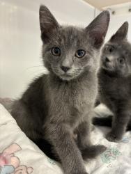 Shelter Stray Male Cat last seen Near W Mojave Drive, SALT LAKE CITY, UT, 84116, 511 W 3900 S, Salt Lake City, UT 84123, USA