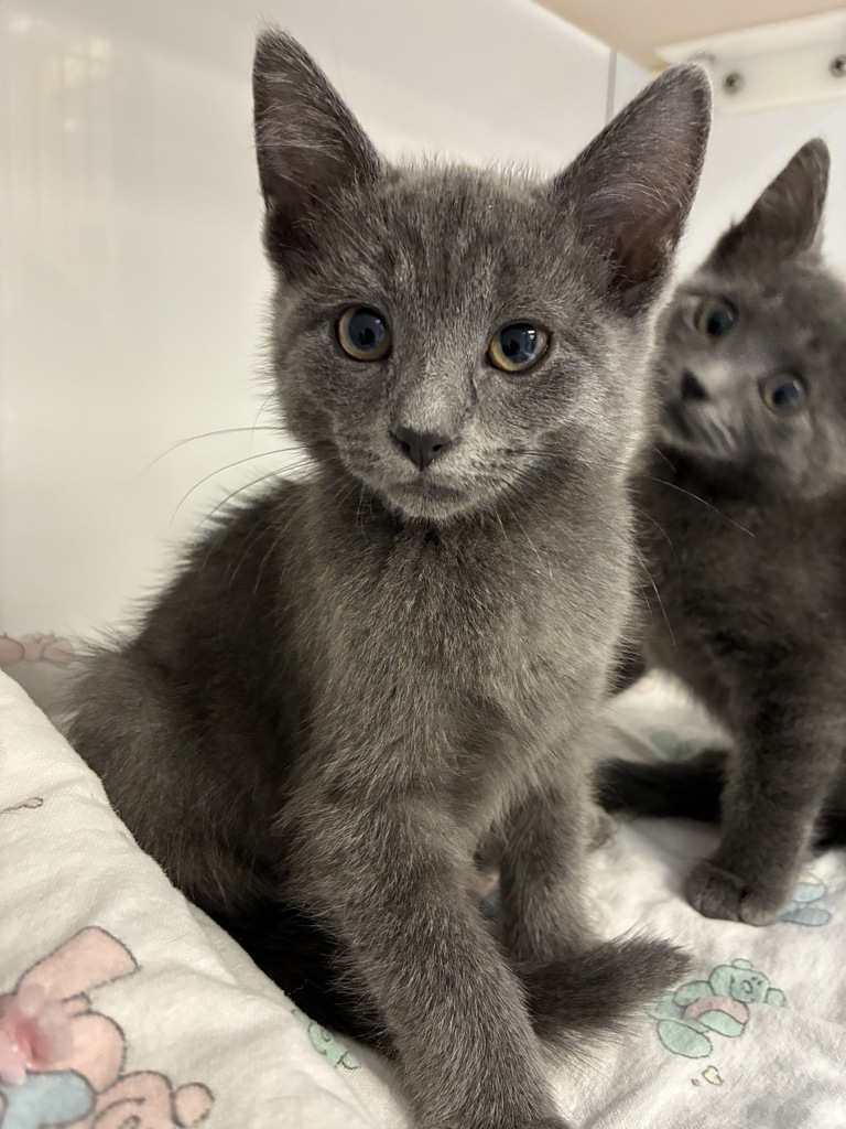 Shelter Stray Male Cat last seen Near W Mojave Drive, SALT LAKE CITY, UT, 84116, 511 W 3900 S, Salt Lake City, UT 84123, USA