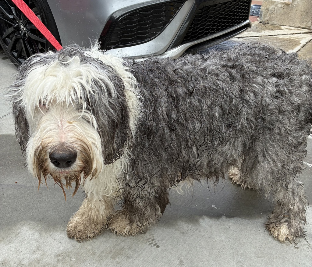 Shelter Stray Female Dog last seen Near N Catherine Street, SALT LAKE CITY, UT, 84116, 511 W 3900 S, Salt Lake City, UT 84123, USA