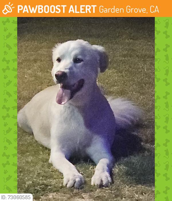 Found/Stray Female Dog last seen Lampson and Knott, Garden Grove, CA 92845