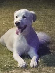 Found/Stray Female Dog last seen Lampson and Knott, Garden Grove, CA 92845