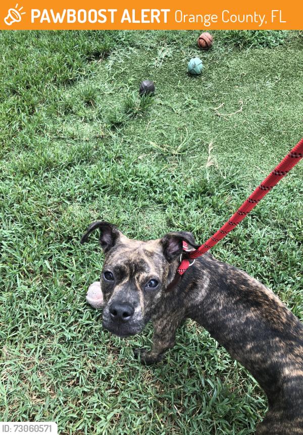 Found/Stray Female Dog last seen Dallas blvd and majestic st, Orange County, FL 32833
