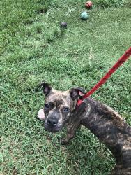 Found/Stray Female Dog last seen Dallas blvd and majestic st, Orange County, FL 32833