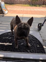 Found/Stray Male Dog last seen Muirfield and Augusta, Fontana, CA 92336