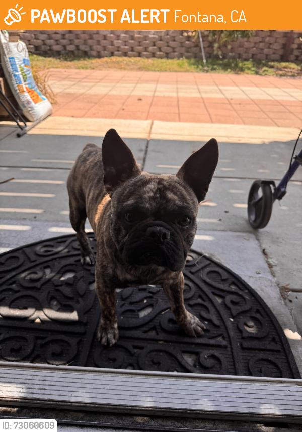 Found/Stray Male Dog last seen Muirfield and Augusta, Fontana, CA 92336