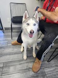 Found/Stray Male Dog last seen Maron Road & College Blvd, Oceanside, CA 92054