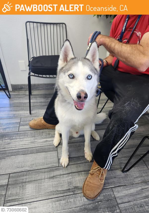 Found/Stray Male Dog last seen Maron Road & College Blvd, Oceanside, CA 92054