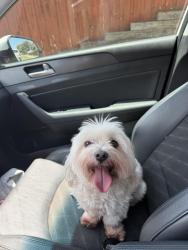 Found/Stray Male Dog last seen Old Denton rd , Fort Worth, TX 76244
