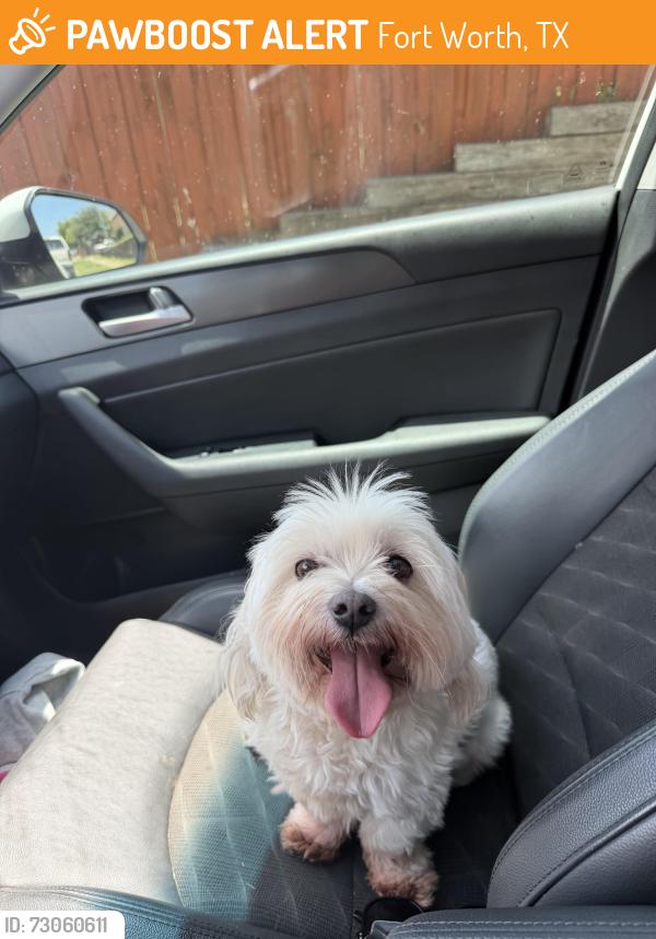 Found/Stray Male Dog last seen Old Denton rd , Fort Worth, TX 76244