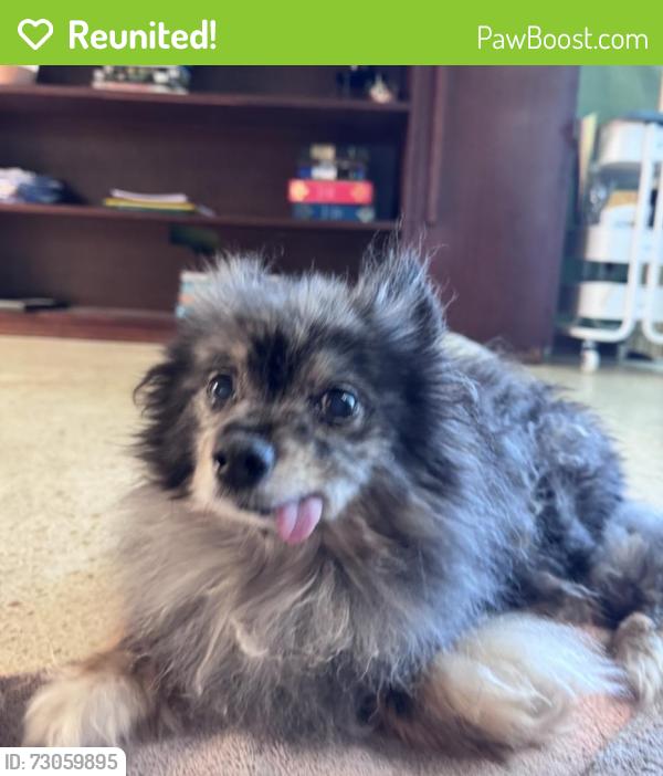 Reunited Male Dog last seen 90th Terrace, Seminole, FL, USA, Seminole, FL 33772
