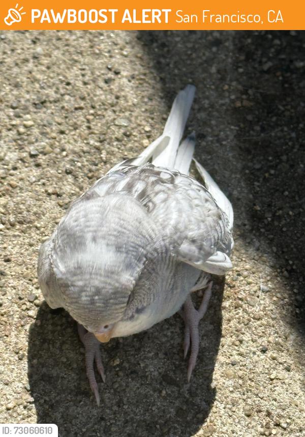 Found/Stray Unknown Bird last seen Whole foods on 24th street , San Francisco, CA 94114