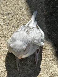 Found/Stray Unknown Bird last seen Whole foods on 24th street , San Francisco, CA 94114