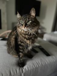 Lost Male Cat last seen Oklahoma Gold Gymnastics, Edmond, OK 73013
