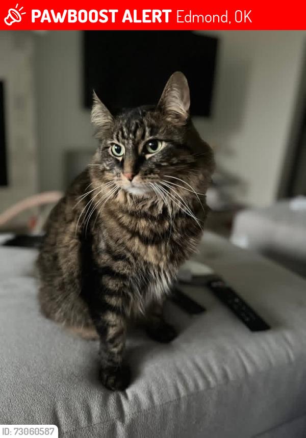 Lost Male Cat last seen Oklahoma Gold Gymnastics, Edmond, OK 73013