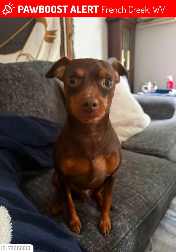 Lost Male Dog last seen French Creek Wesf Virginia, French Creek, WV 26201