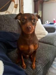 Lost Male Dog last seen French Creek Wesf Virginia, French Creek, WV 26201