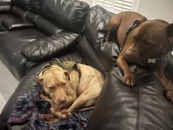 Lost Male Dog last seen Near Long landing rd e, Jacksonville, FL 32224
